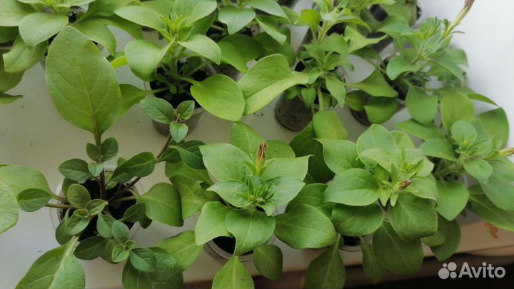 Вегетативная петуния укорененные черенки