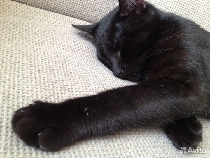 Черный бумер - красивый добрый мальчик 3.5 мес