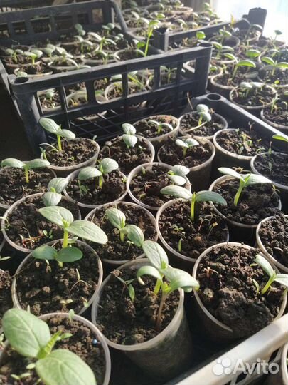 Рассада огурцов
