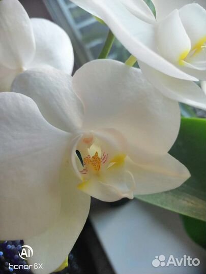 Комнатные цветы орхидеи