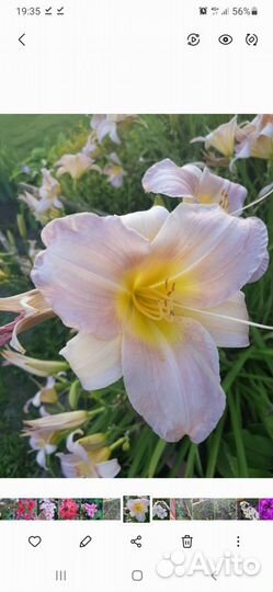 Многолетники для сада 2