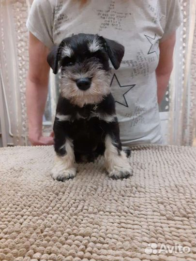 Цвергшнауцер щенки