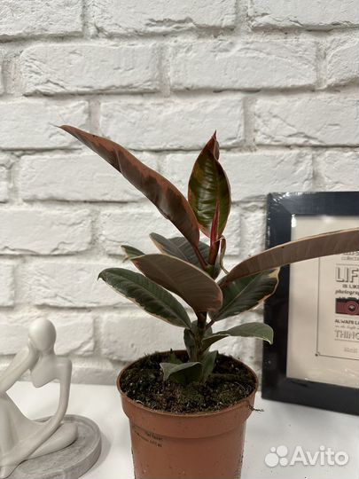 Фикус эластика