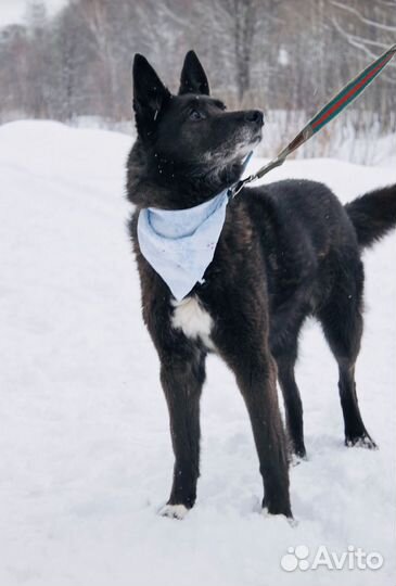 Ласковая Бренда чахнет в приюте