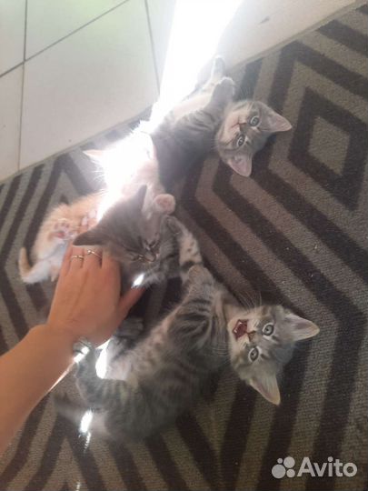 Котята в добрые руки