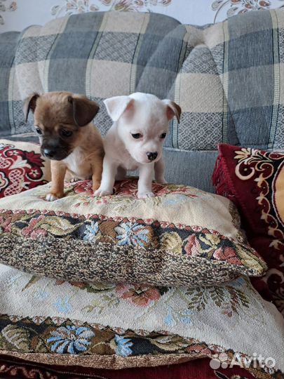 Щенки чихуахуа мини девочки