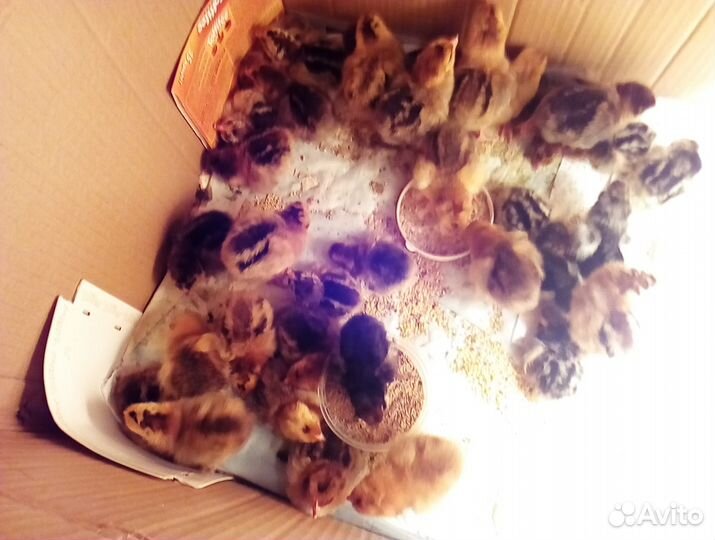 Цыплята разных пород. И.яйцо