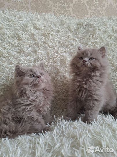 Британские котята