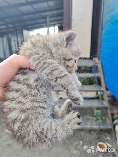Котодети в добрые руки