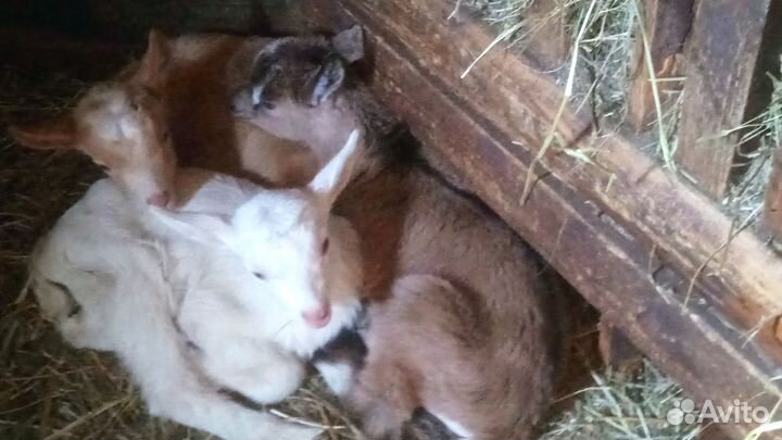 Альпийские козлята