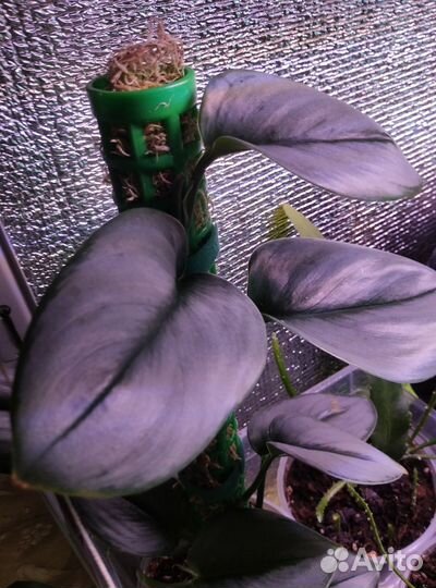 Сциндапсусы и эпипремнумы