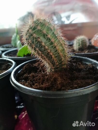 Кактус опунция, денежное дерево и другие