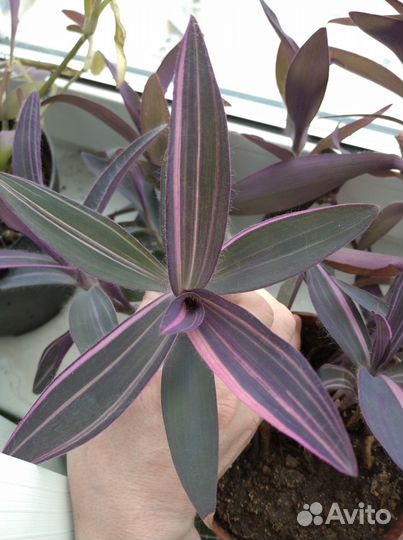 Сеткреазия вариегатная