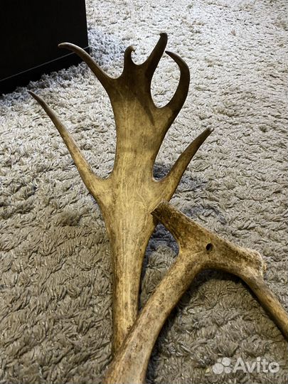 Рога оленя