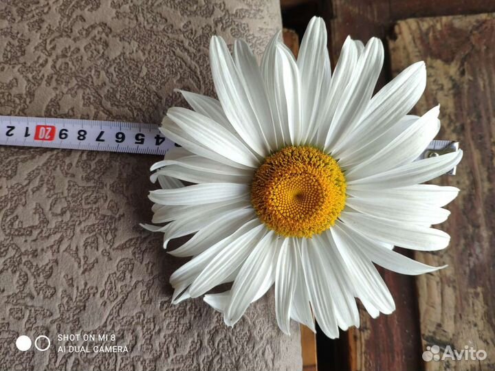 Ромашка гигант