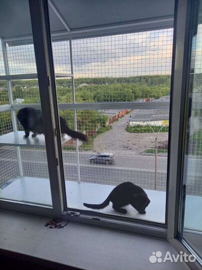 Балкончик и решетка для кошек