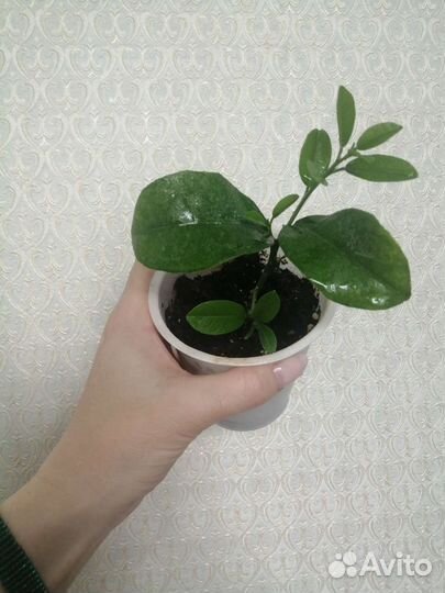 Лимон Павловский, Верна,Новозеландский,Вариегатный