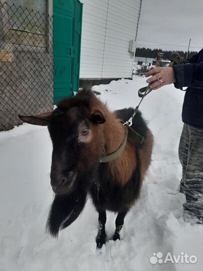 Чешский козел