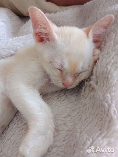 Бурманские котята