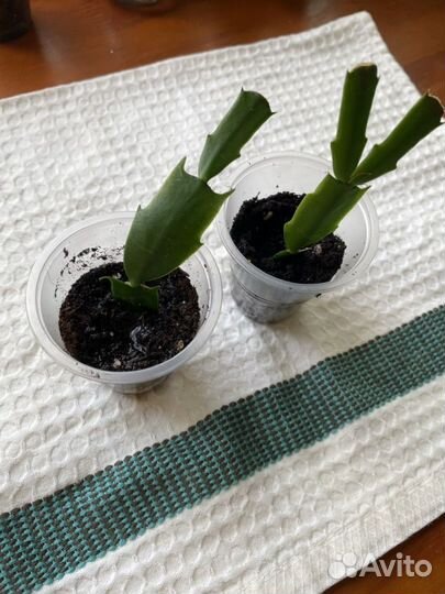 Декабрист шлюмбергера белый