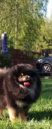 Померанский шпиц медвежьего типа вязка