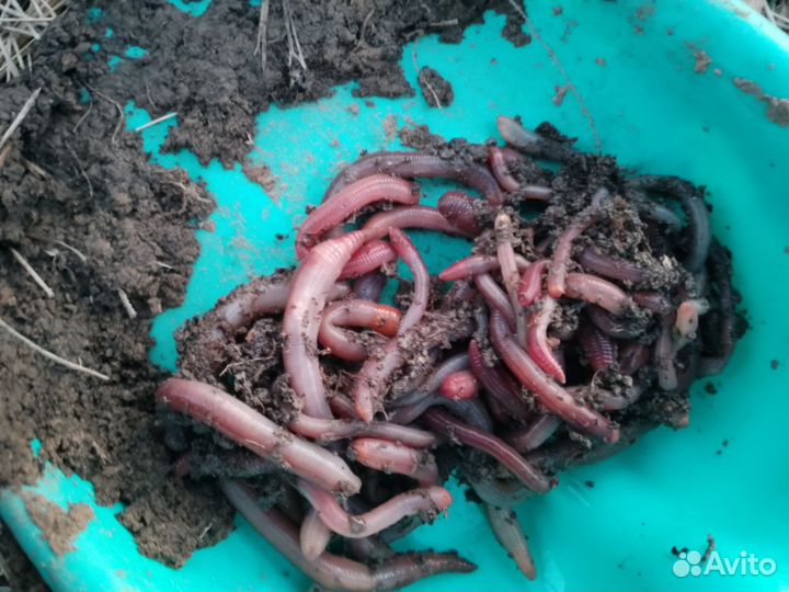 Черви для рыбалки