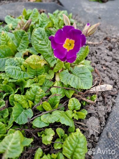 Рассада примула