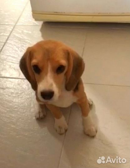 Бигль в добрые руки