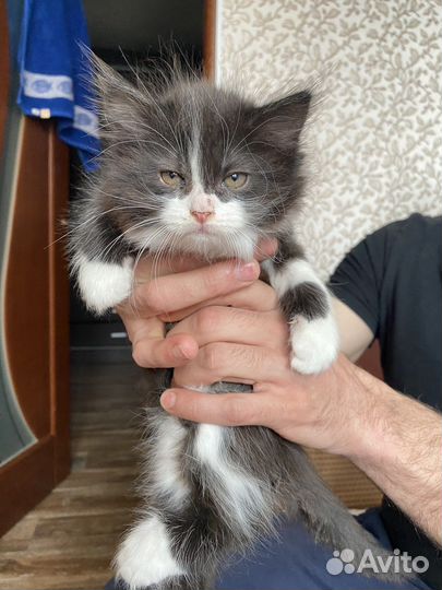 Кошка в дар бесплатно