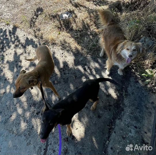 Щенок похож на овчарку
