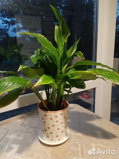 Спатифиллум