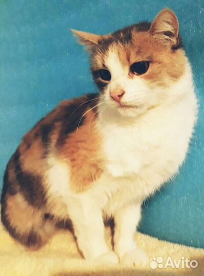 Кошка Ася,стерильная