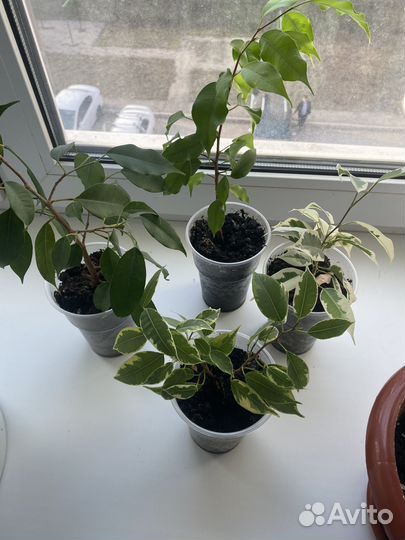 Комнатные цветы фикус