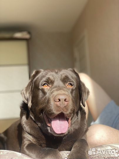 Случка лабрадор