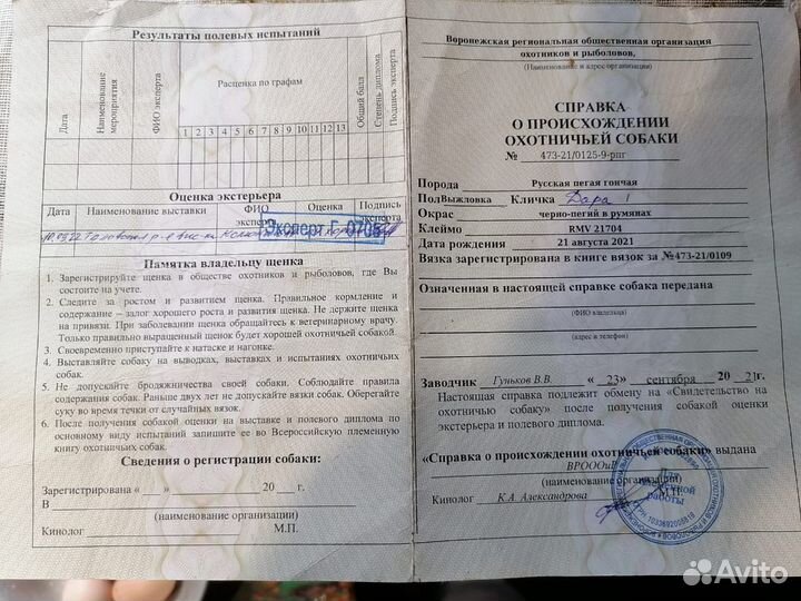 Охотничья собака