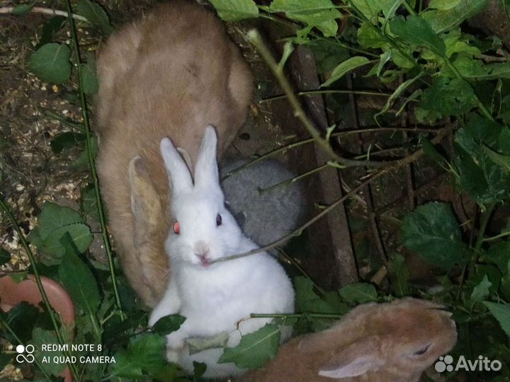 Кролик в каждый дом
