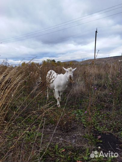 Продаётся козёл