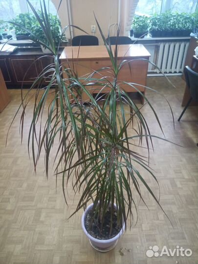 Пальма драцена