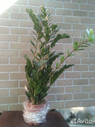 Замиокулькас огромный с Доставкой