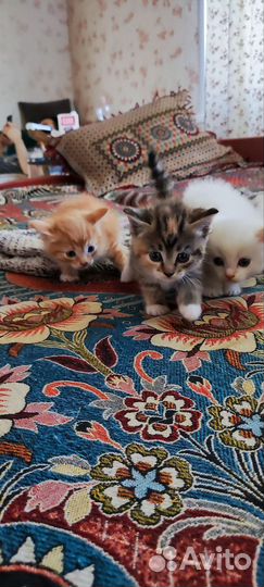 Котята привезём до подъезда, забирайте
