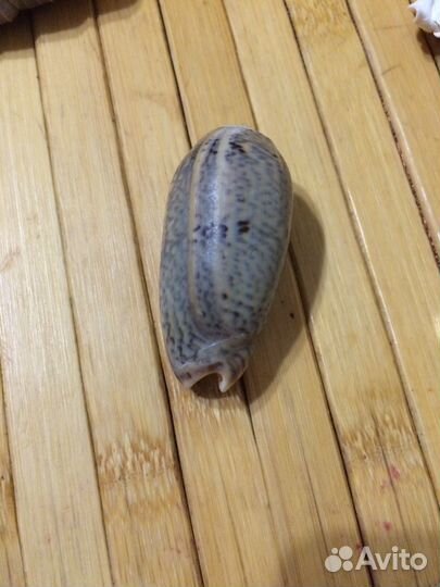 Раковины Индийский океан