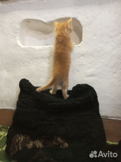 Котята (все зарезервированны)