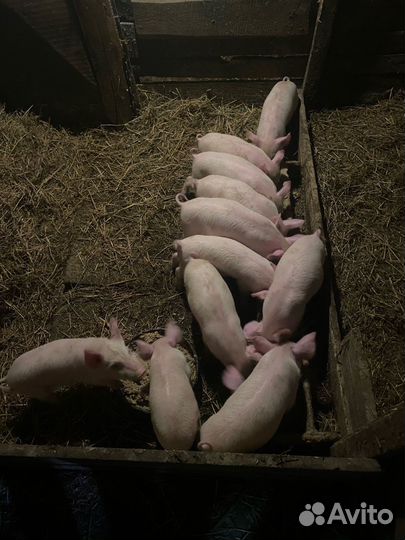 Поросята