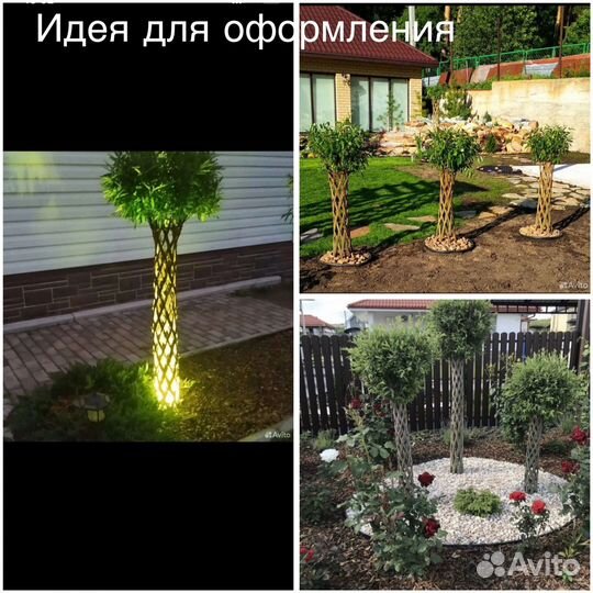 Плетеное дерево. Русская Пальма