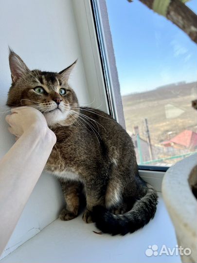 Чаузи ф5 взрослый кот