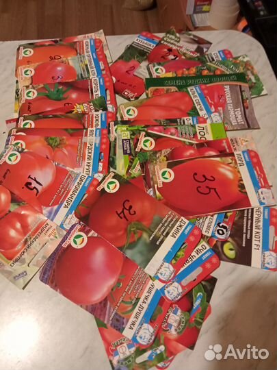 Рассада помидоров готовая