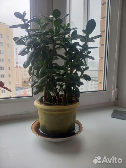 Денежное дерево