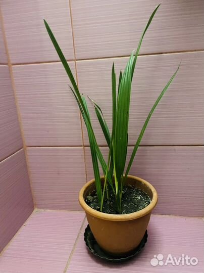 Финиковая пальма