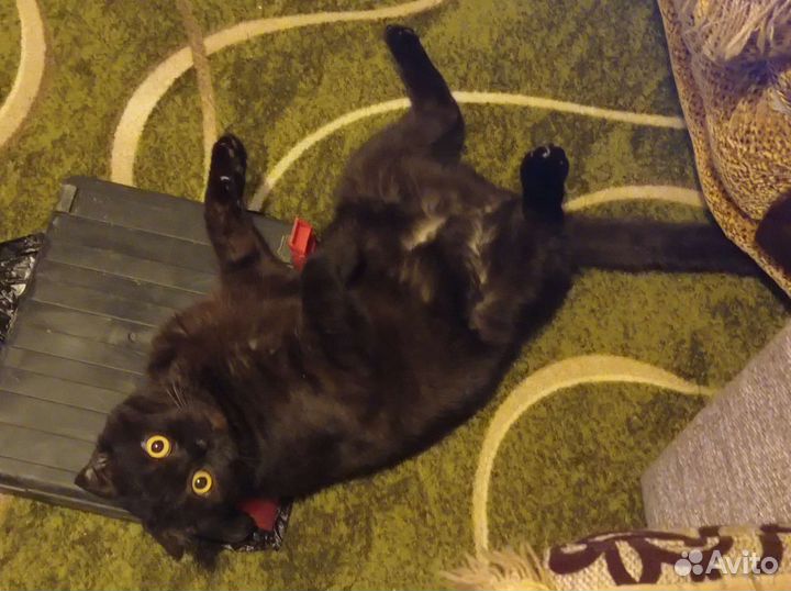 Вислоухий кот в добрые руки