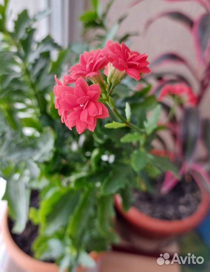 Черенки Каланхоэ махровый